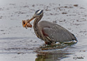 Ardea herodias